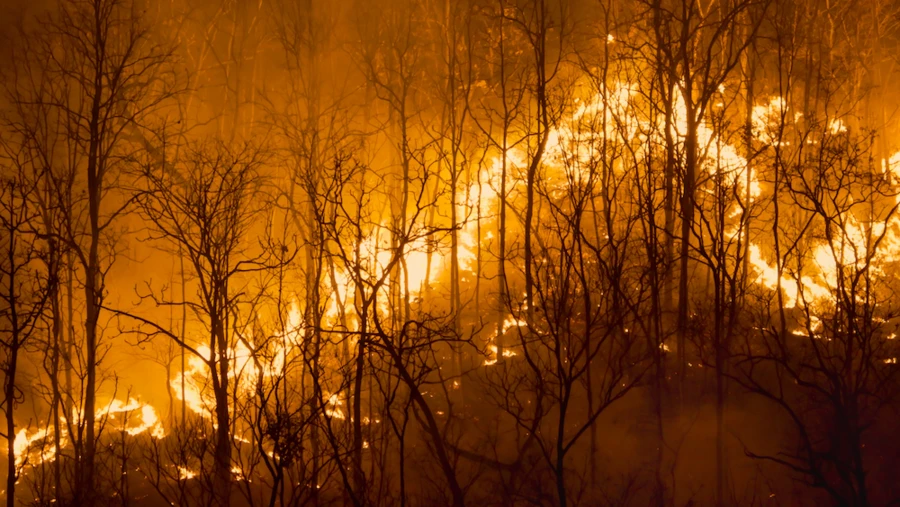 wild-fire
