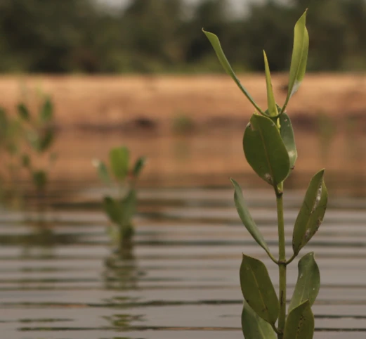 Irina Fedorenko-Aula